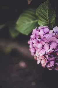 Close-up of pink flowering plant