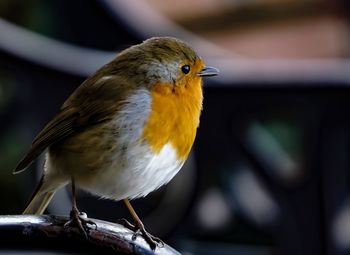 Close-up of bird