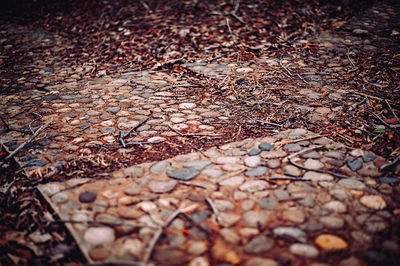 Close-up of fallen autumn leaves