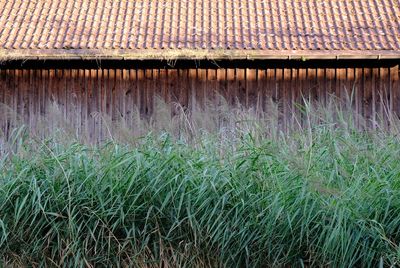 Plants growing on field against house