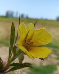 Close-up of yellow flowering plant