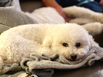 Close-up of a dog resting at home