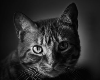 Close-up portrait of a cat