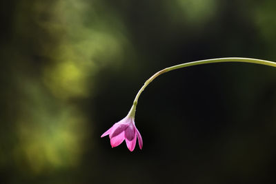 Close-up of pink flower against blurred background