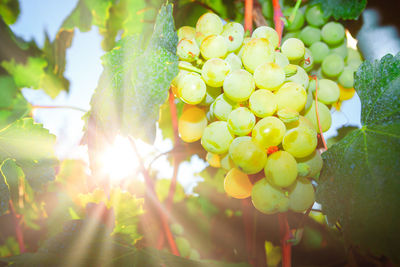 Close-up of grapes growing on tree