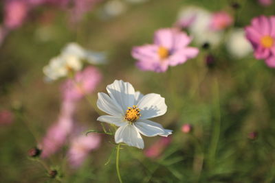 Close-up of white cosmos flowers blooming outdoors
