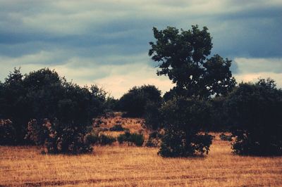 Silhouette trees on landscape against sky