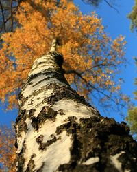 Low angle view of tree trunk