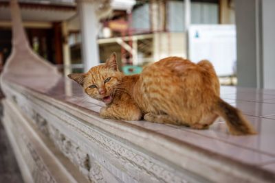 Portrait of brown angry cat on wall