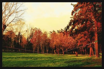 Trees on grassy field