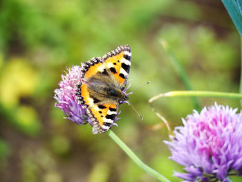 Close-up of butterfly on flower