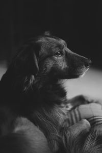 Close-up of dog looking away at home