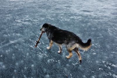 Dog playing in water