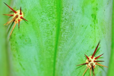 Close-up of spider