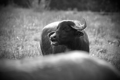 Close-up of a animal on field