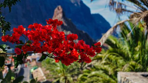 Close-up of red flowering plant