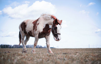 Side view of a horse on field