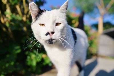 Close-up portrait of cat