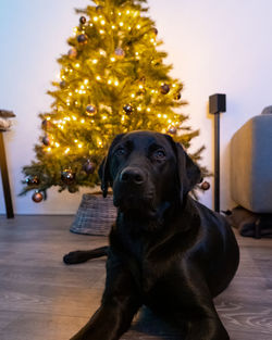 Dog looking at christmas tree