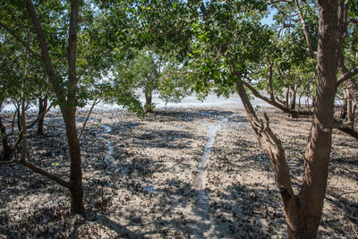 Trees in forest
