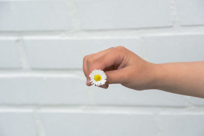 Close-up of hand holding white flower against wall