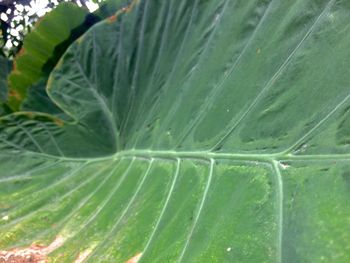 Close-up of green plant