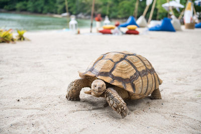 Portrait of big green sea turtle walking on white sand beach with beach picnic seat in phuket