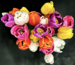 Close-up of pink flowers