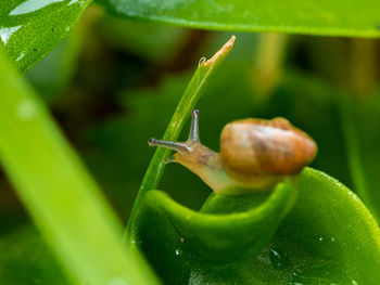 Close-up of snail on leaf