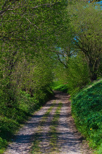 Empty road along plants in forest