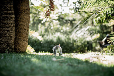 View of dog sitting in park