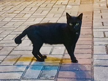 Portrait of black cat standing on footpath
