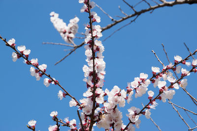 Low angle view of cherry blossoms in spring