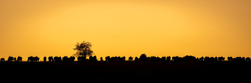 Silhouette trees against orange sky