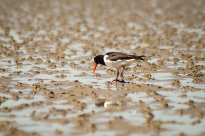 Side view of seagull on beach