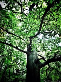 tree
