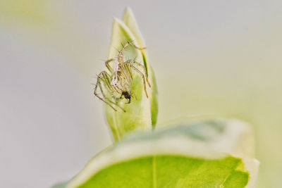 Close-up of insect