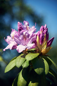 Close-up of pink flowering plant