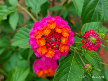 flowering plant