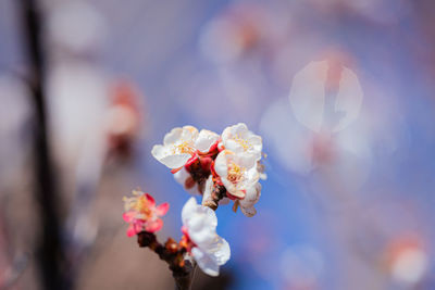 Close-up of cherry blossom