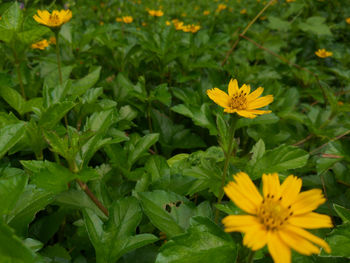 Close-up of yellow flowers blooming outdoors