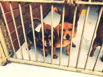 High angle view of dog in cage