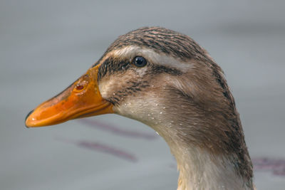 Portrait of a colorful duck with water droplets