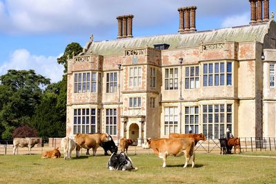 Cows and the stately house