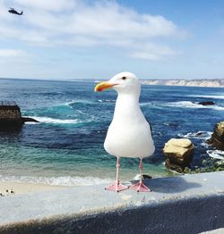 Seagull perching on retaining wall by sea against helicopter flying in sky