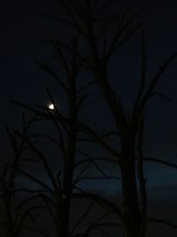 Low angle view of silhouette bare tree against sky at night