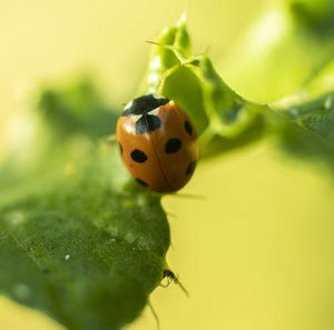 Close-up of ladybug on leaf