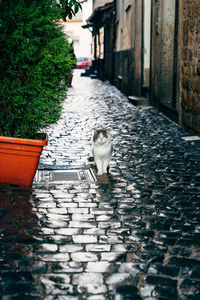 Man walking on street