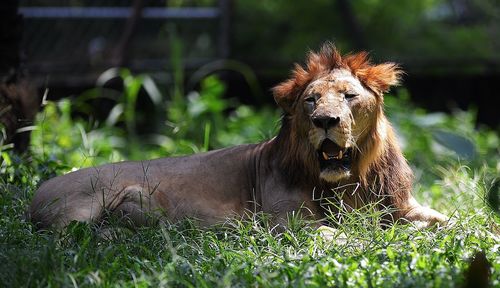 View of lion resting in forest