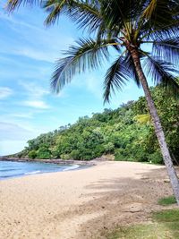 Palm trees on beach